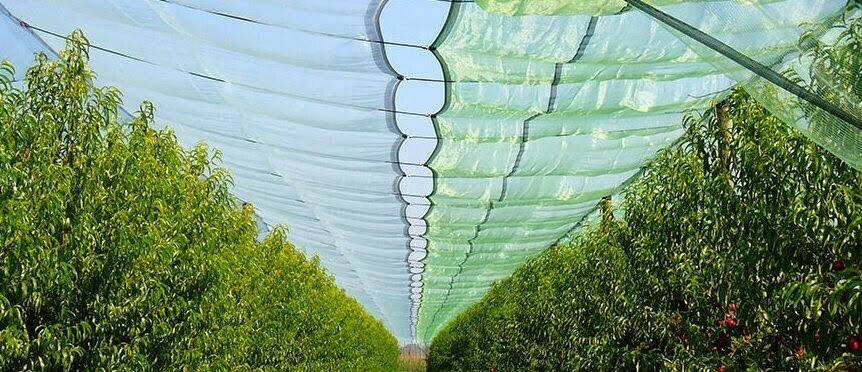 Arrigoni mallas-2|Netting manzana